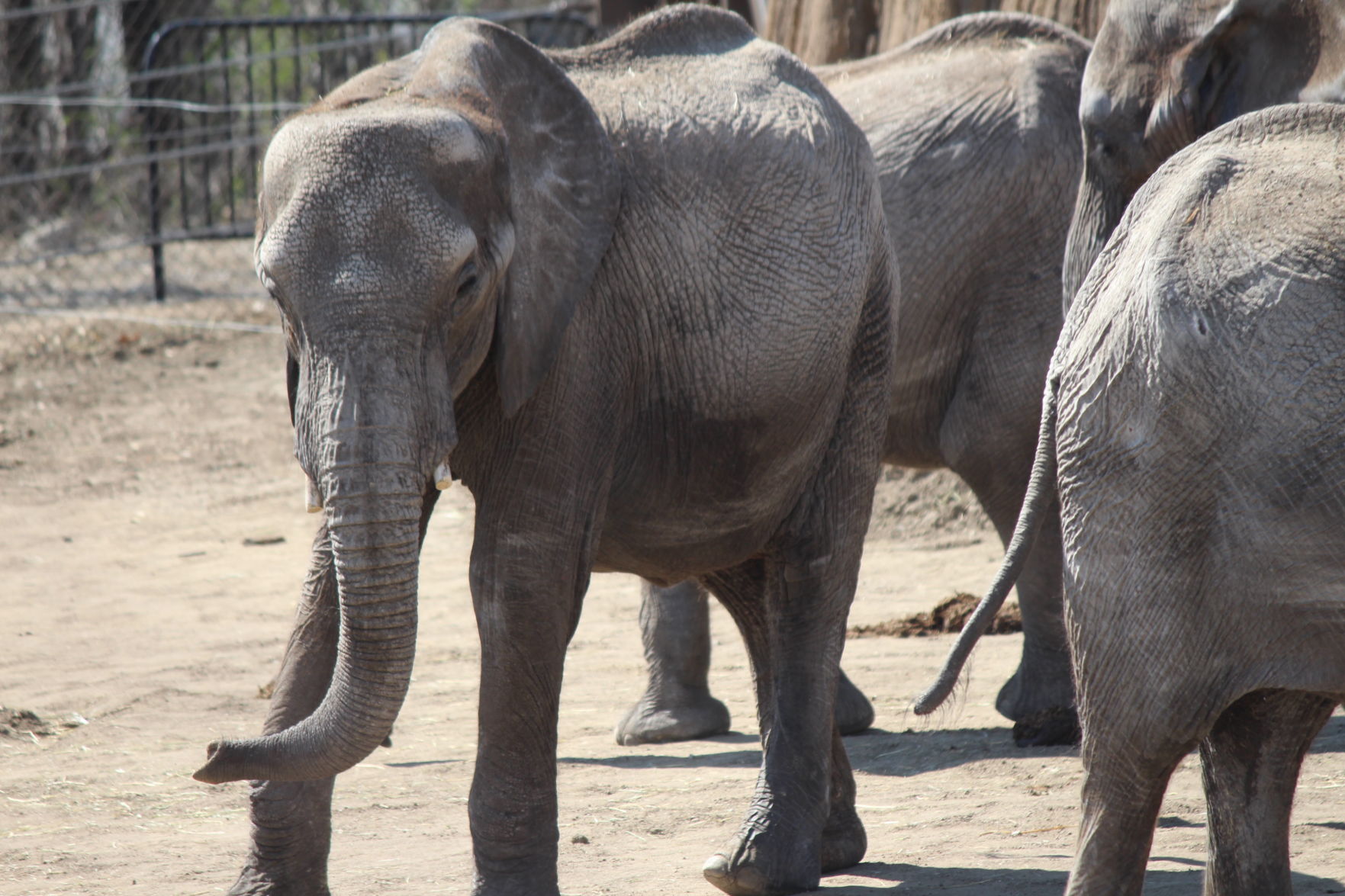 Claire the elephant